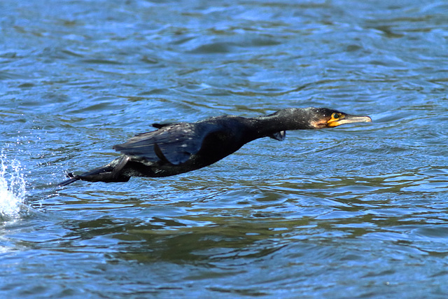 EOS 90D Peter Harriman 09 17 11 43988 cormorantTakeOff dpp