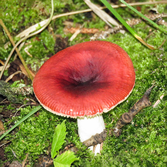 The Sickener / Russula emetica