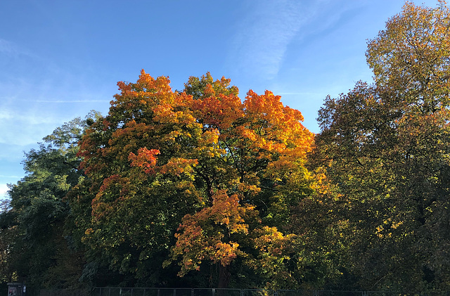 DE - Brühl - Herbstfarben