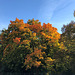 DE - Brühl - Herbstfarben