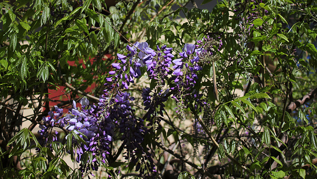 Wisteria - Glycine  (1)