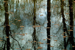 Sunken Trees