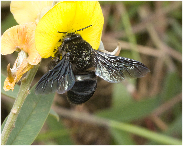 IMG 2222 Bumblebee