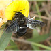 IMG 2222 Bumblebee