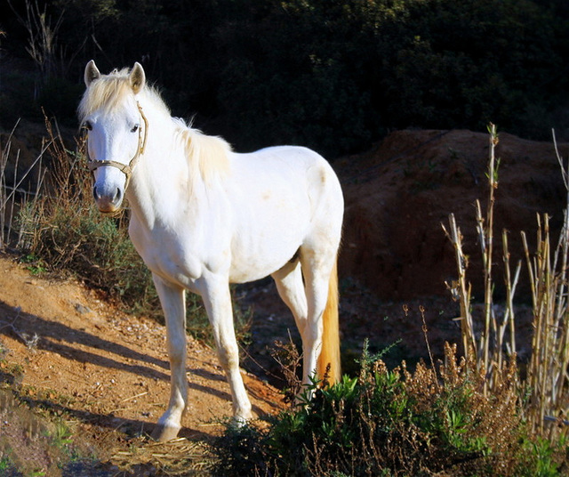 Cheval blanc..HWW.