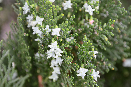 conifer tiny flowers and cones