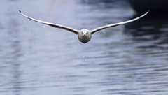 Black-Headed Gull in Flight