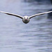 Black-Headed Gull in Flight