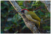 Pic vert mâle (Picus viridis) - European Green Woodpecker