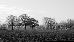 Rows of Trees