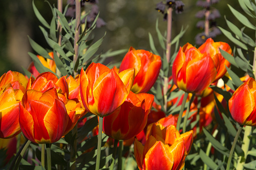 Keukenhof DSC09281