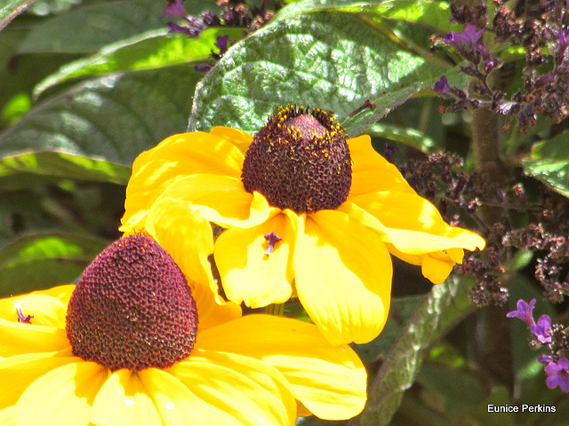 Yellow Petals.