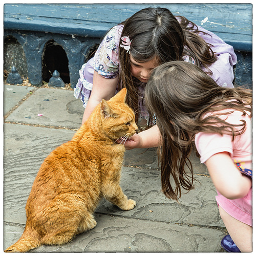 Louis, the Wells Cathedral Cat