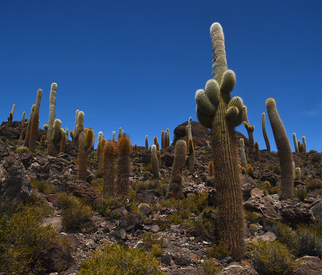Bolivia, Isla del Pescado (Fish Island), Some of These Cactuses are about a Thousand Years Old