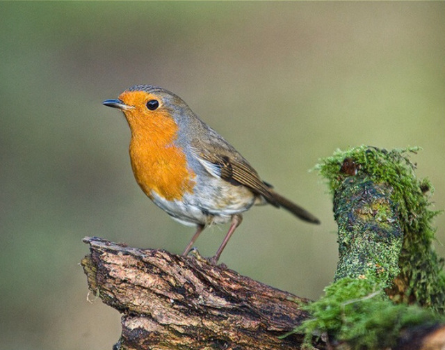 Robin