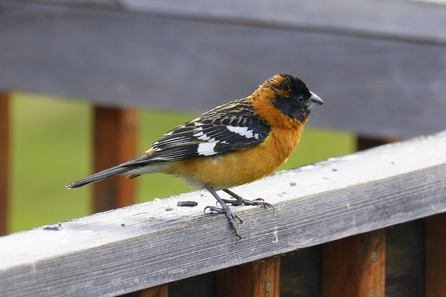 Black-headed Grosbeak