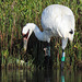 Day 3, Whooping Crane male