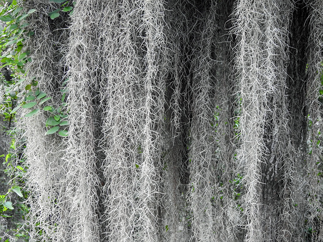 Day 8, Spanish Moss, Santa Ana NWR, Texas