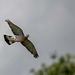 Wood pigeon