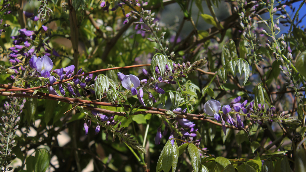 Wisteria - Glycine  (4)