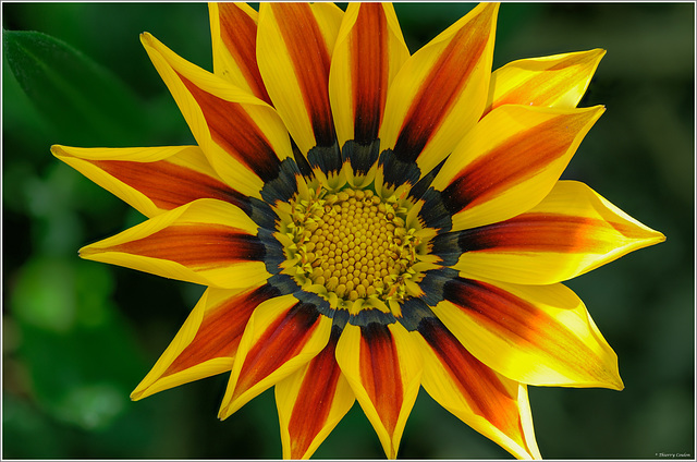 gazania GF