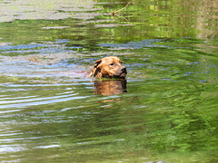 Rosie swimming in the pond