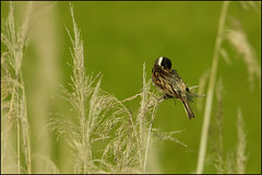 "Mein Deo versagt!" :-)