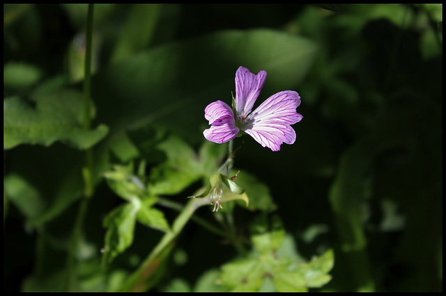 Geranium d'Endress (2)