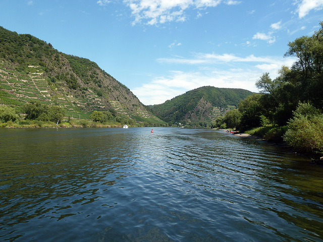 Sommer an der Mosel bei Dieblich