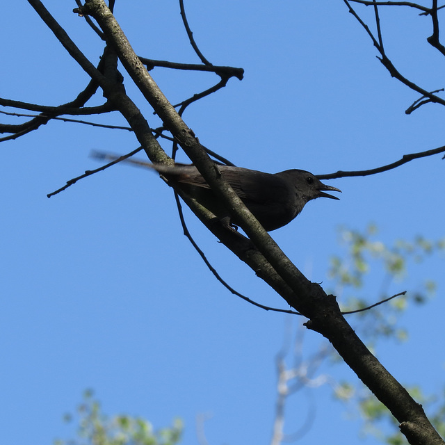 Gray catbird