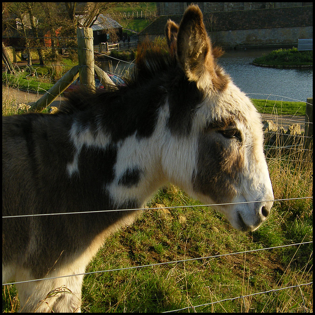 Abbotsbury donkey