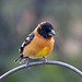 Black-headed Grosbeak