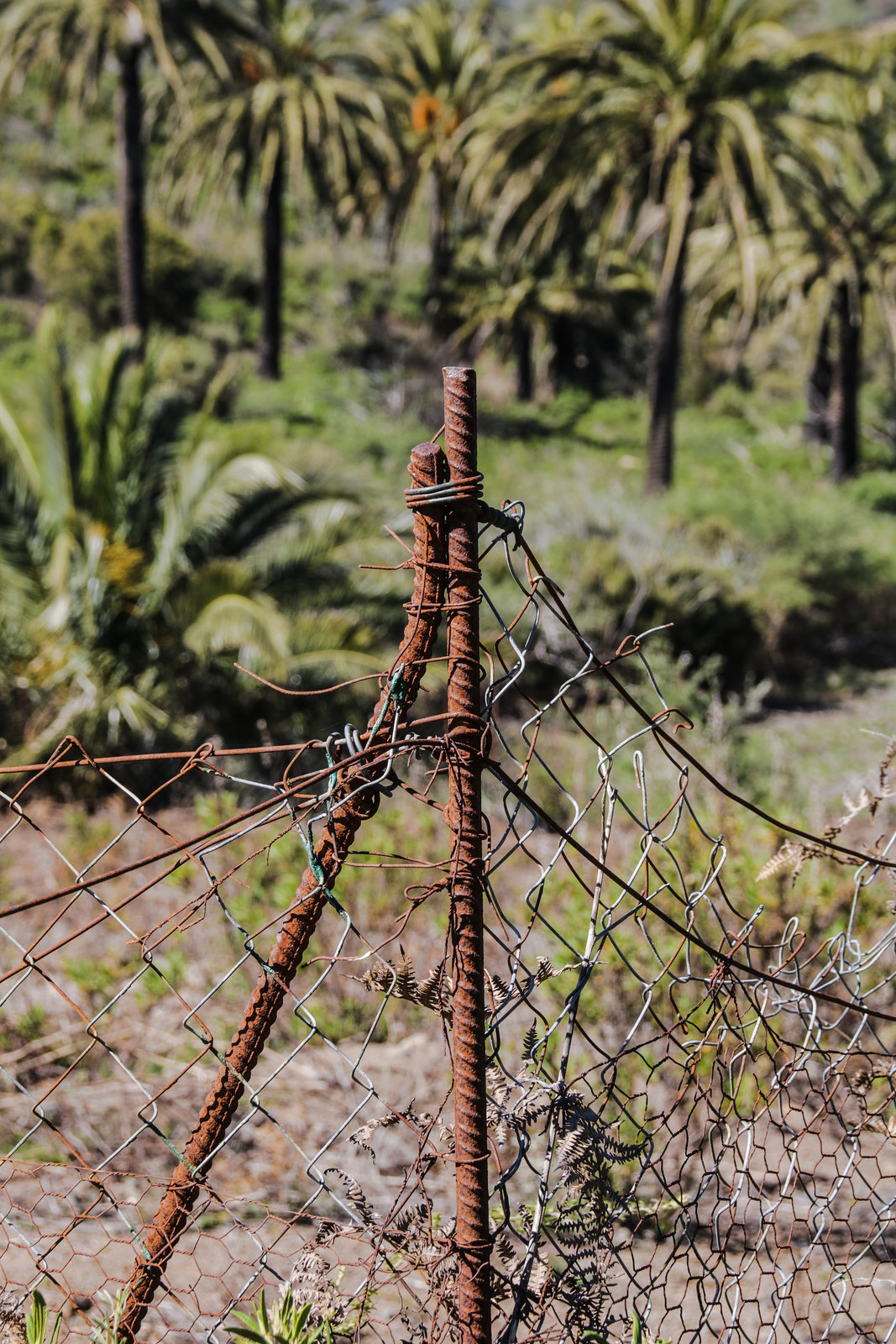 A Fence for Friday