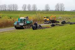 Bomen planten langs de Wakkere Dijk