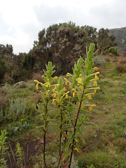 Flowers in the Simien Mountains