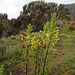 Flowers in the Simien Mountains