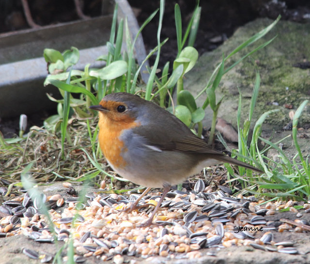 Mon petit rouge gorge