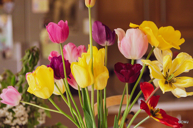 Garden tulips