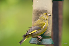 Greenfinch