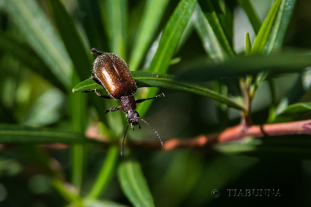 Wandering beetle