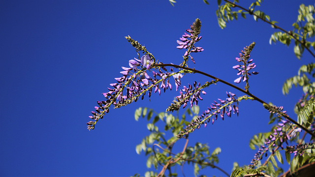 Wisteria - Glycine, dans tous ses états ..