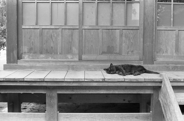 Temple cat