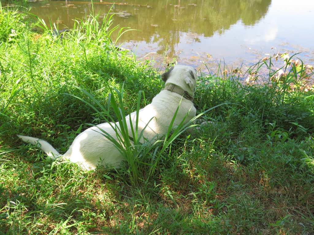 Branco beside the pond