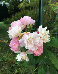 Roses blanches