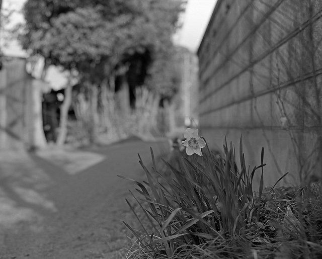 Daffodil on a path