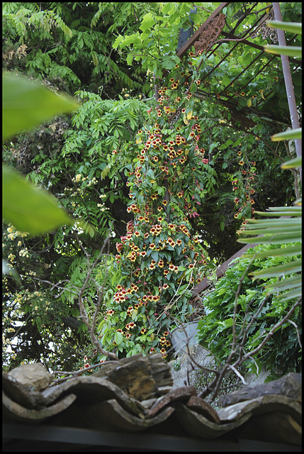 Campsis capreolata