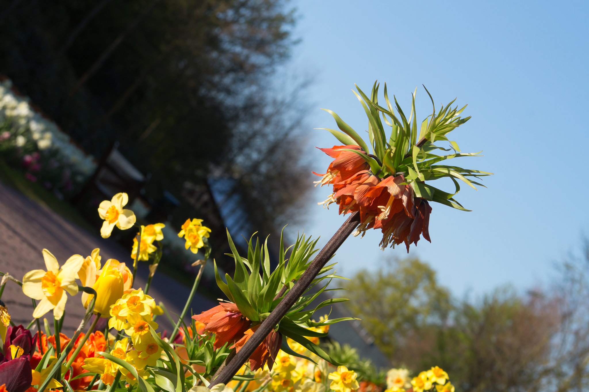 Keukenhof DSC09294