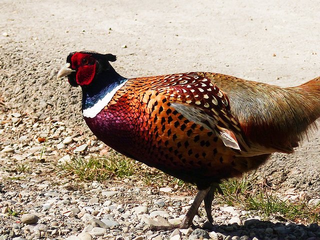 A bird of many colours