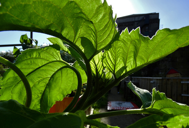Leaves and Light