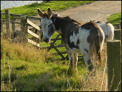 Abbotsbury donkeys